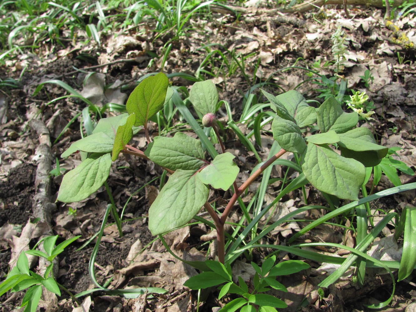 Изображение особи Paeonia caucasica.