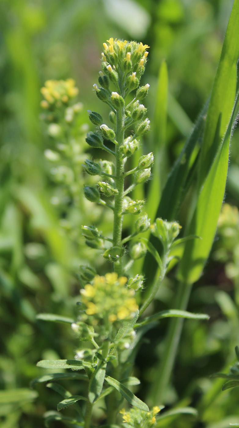 Image of genus Alyssum specimen.