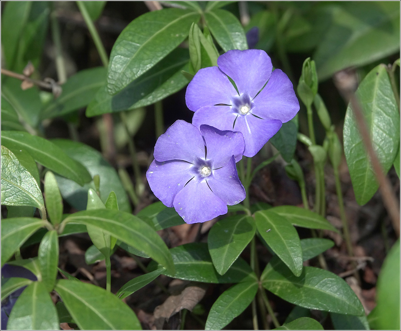 Изображение особи Vinca minor.