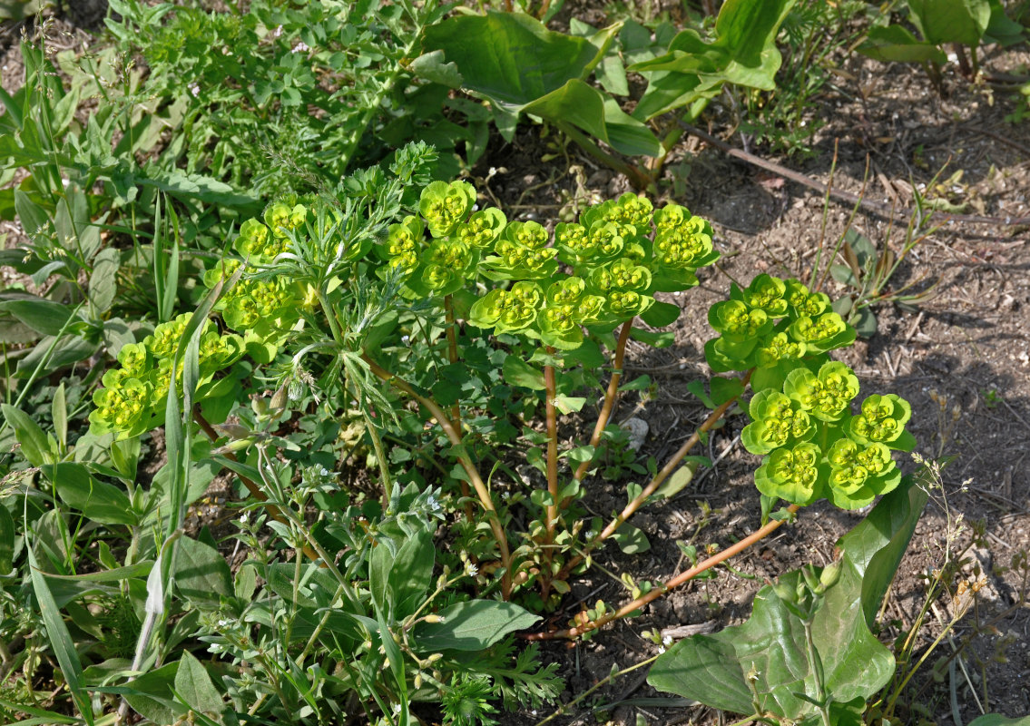 Image of Euphorbia helioscopia specimen.