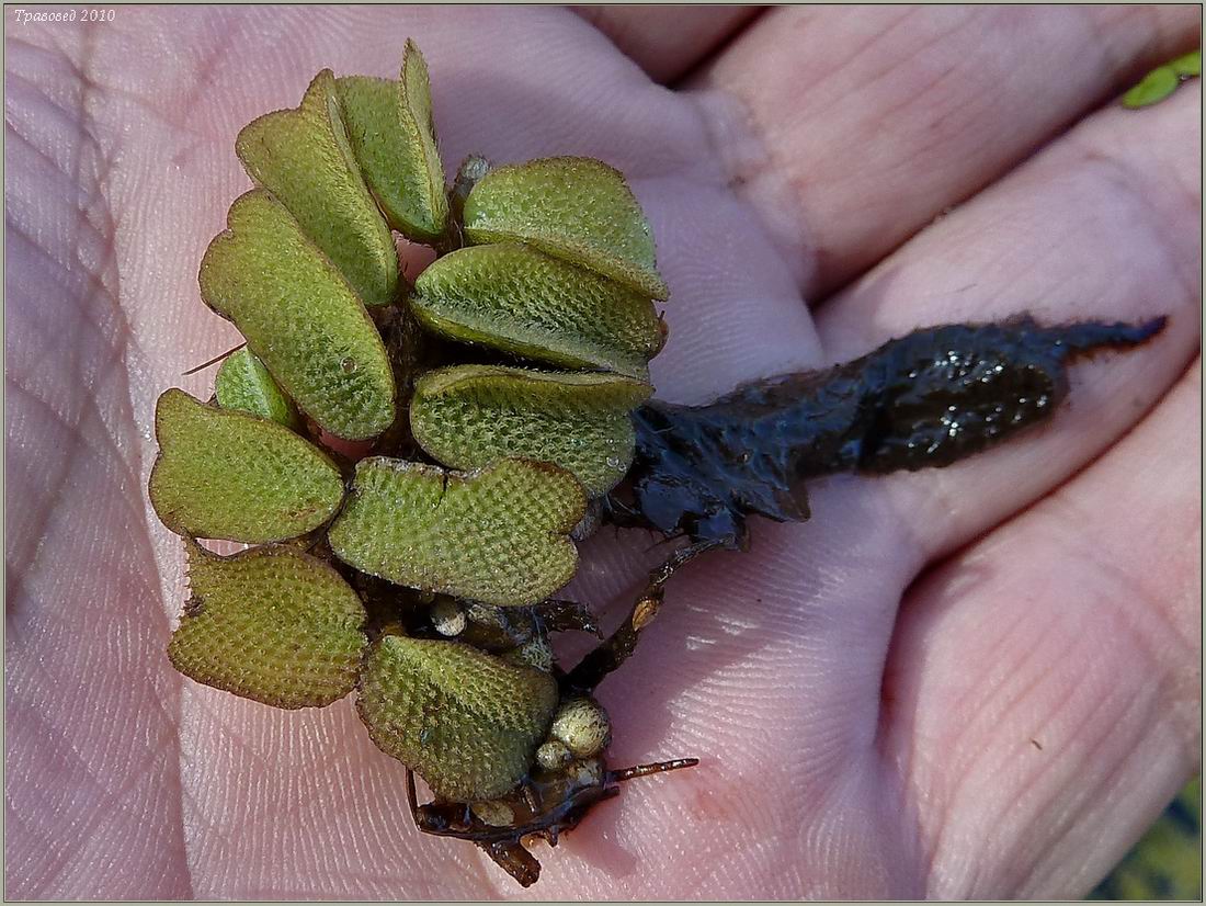 Image of Salvinia natans specimen.