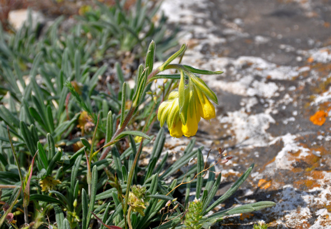 Image of Onosma taurica specimen.