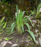 Zantedeschia rehmannii. Цветущее растение. Перу, регион Куско, провинция Урубамба, Mariposario de Machu Picchu. 19.10.2019.