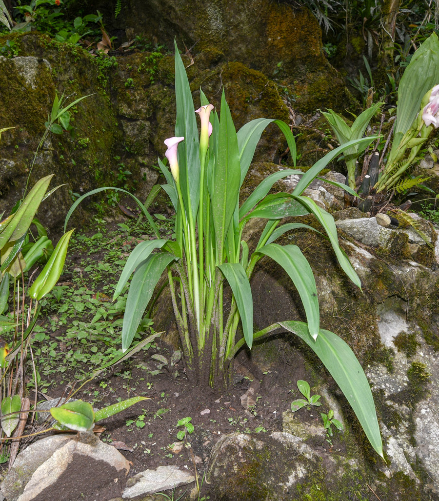 Image of Zantedeschia rehmannii specimen.