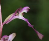Himantoglossum formosum. Цветок. Дагестан, окр. Махачкалы, хр. Нарат-Тюбе, дубовый лес. 11 июня 2021 г.