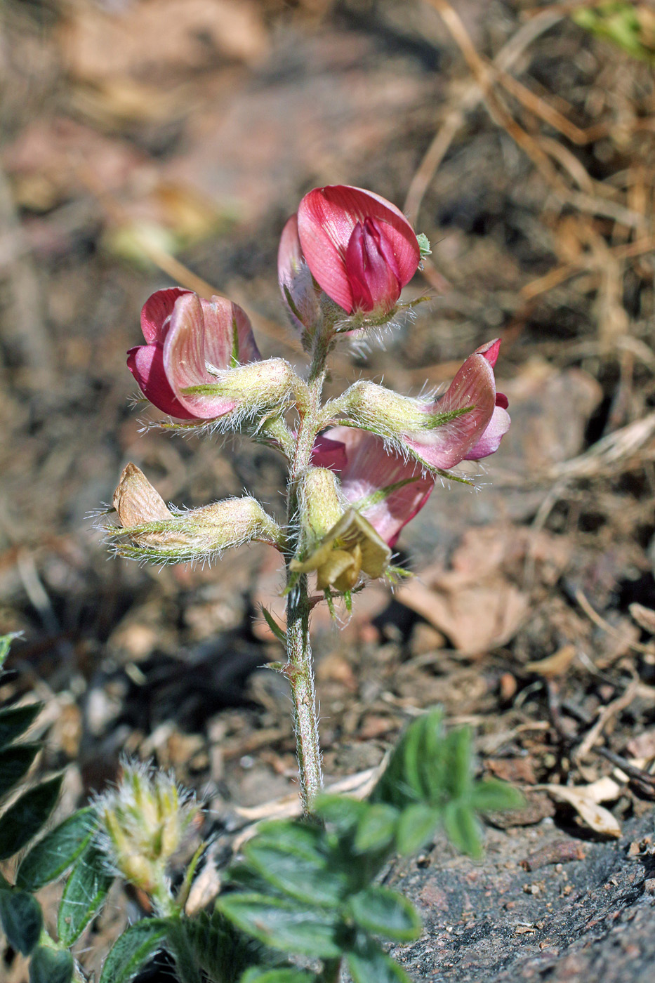 Image of Oxytropis fedtschenkoana specimen.