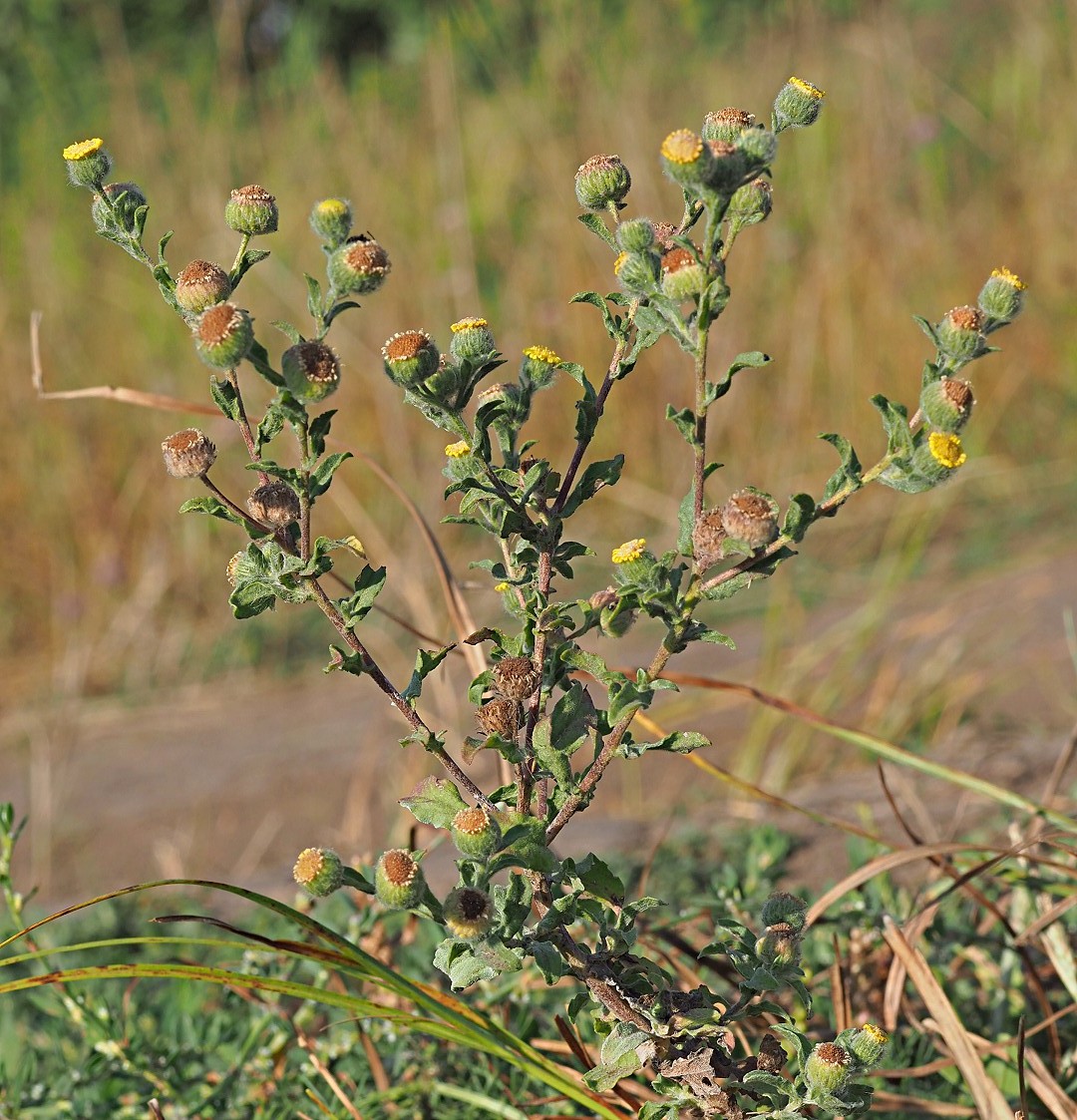 Image of Pulicaria vulgaris specimen.