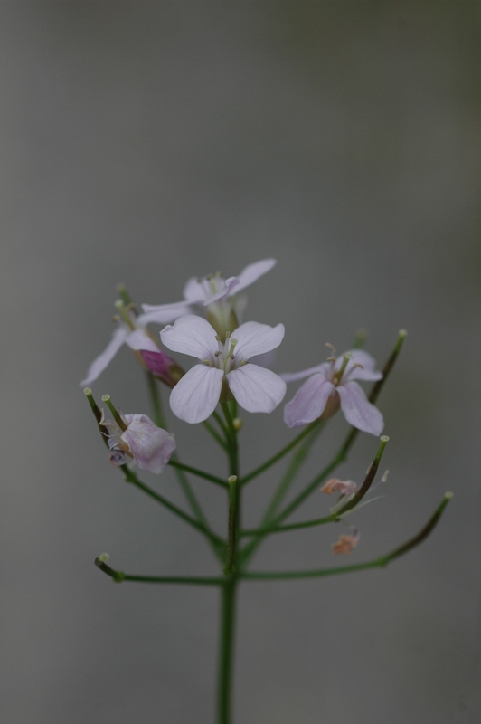 Image of Cardamine macrophylla specimen.