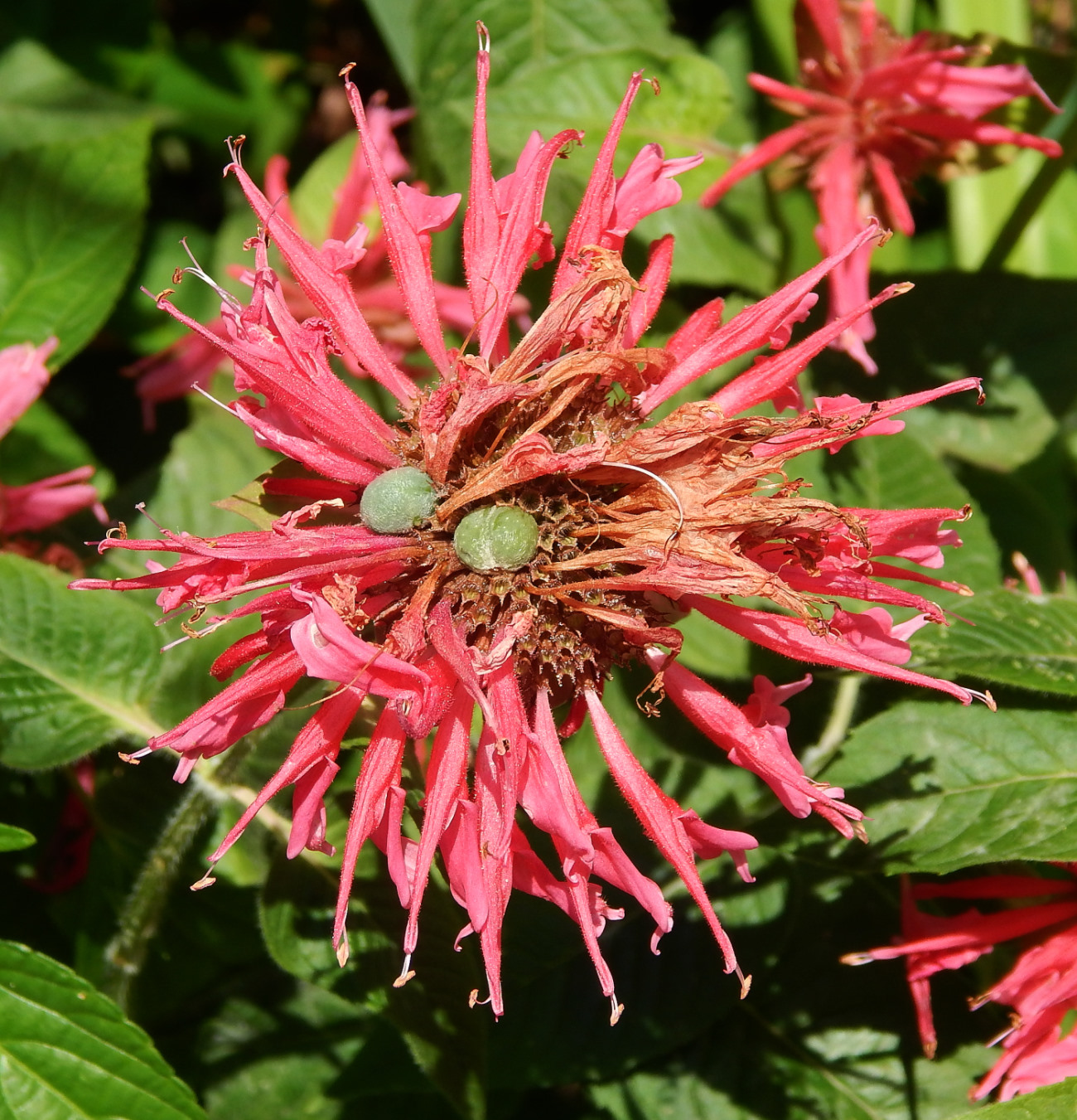 Изображение особи Monarda fistulosa.