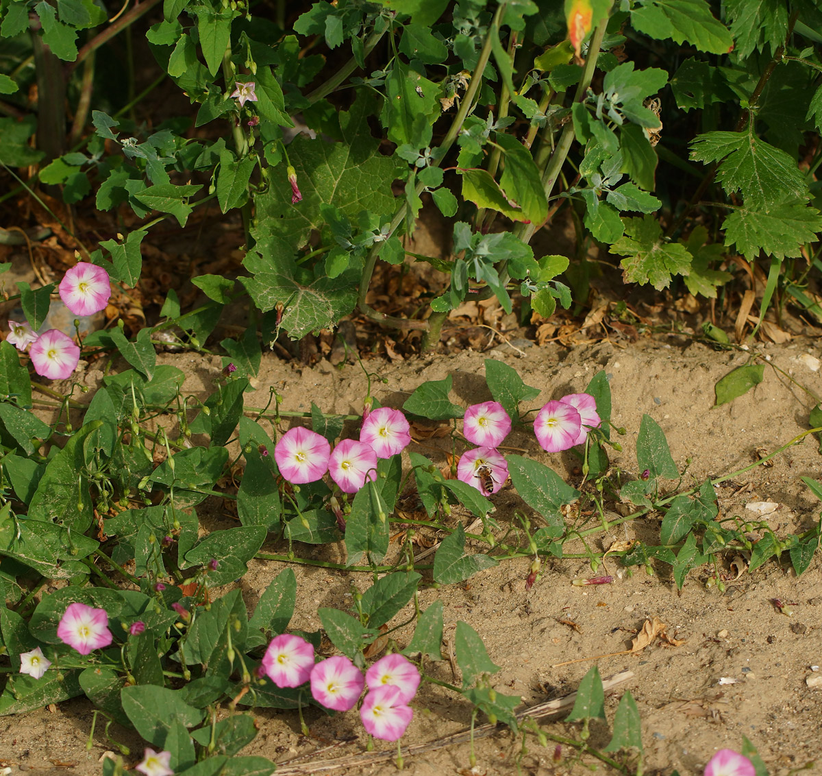 Image of Convolvulus arvensis specimen.