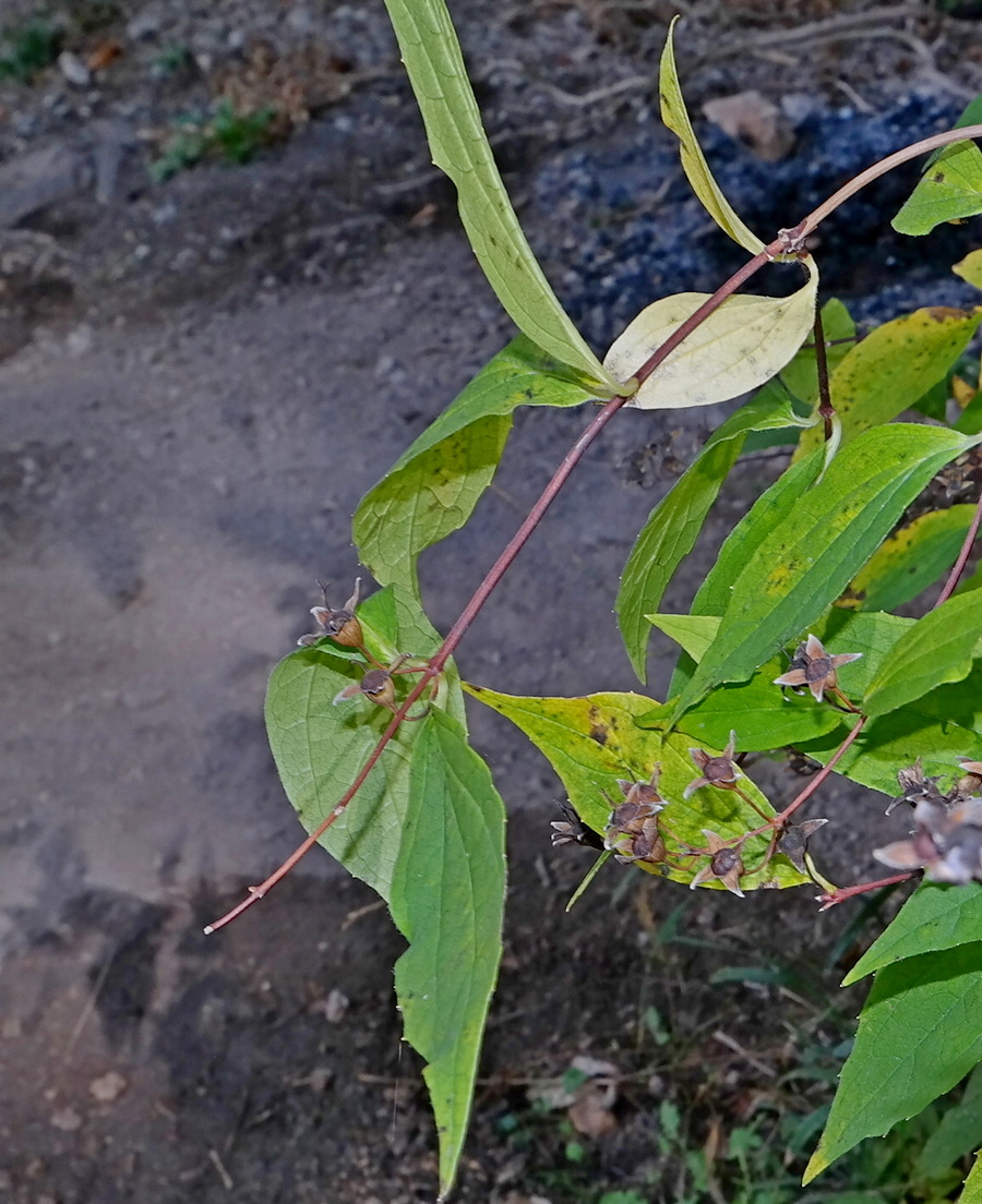 Image of Philadelphus caucasicus specimen.