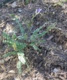 Oxytropis kamelinii