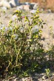 Senecio vulgaris. Цветущее и плодоносящее растение. Мурманская обл., Кольский р-н, окр. с. Териберка к северу от оз. Лодейное, используемая как автостоянка песчано-гравийная площадка на месте свалки у дороги. 19.09.2021.