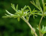 Geranium dissectum. Верхушка побега. Азербайджан, Масаллинский р-н. 14.04.2010.