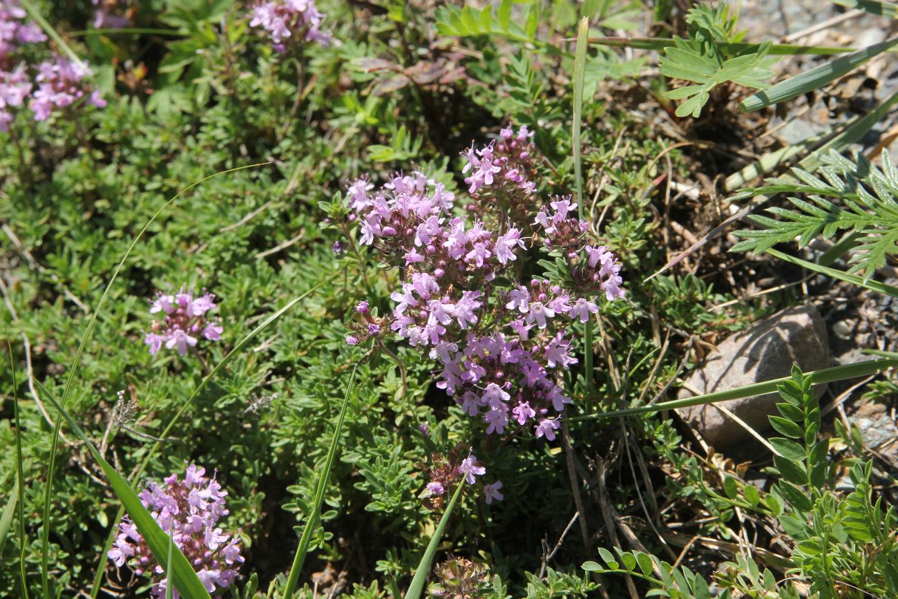 Изображение особи род Thymus.