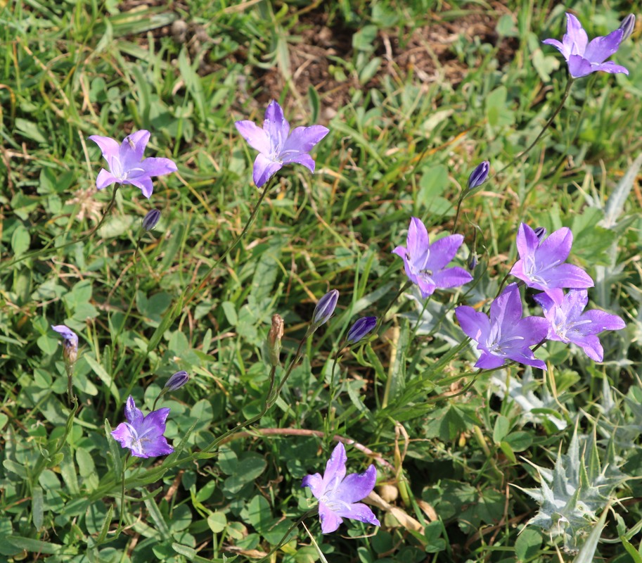 Image of Campanula tridentata specimen.