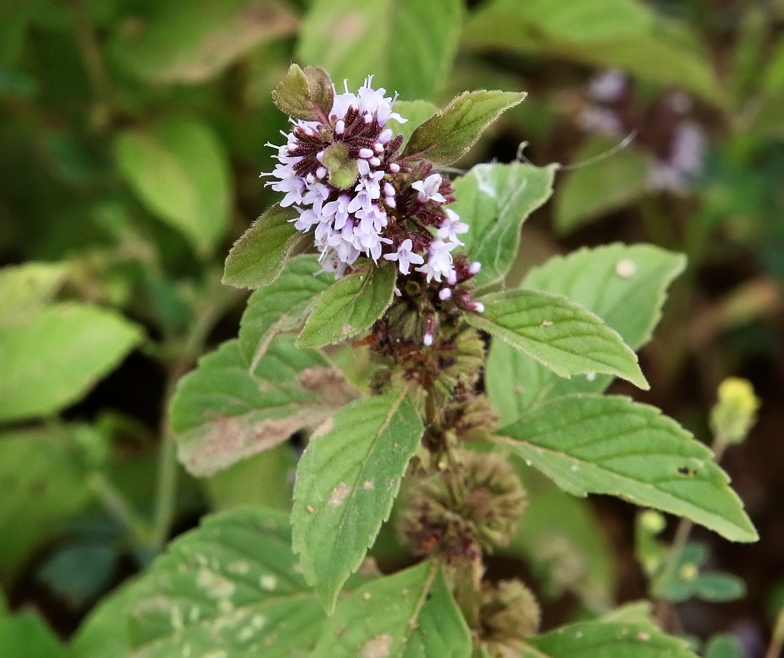 Изображение особи Mentha arvensis.