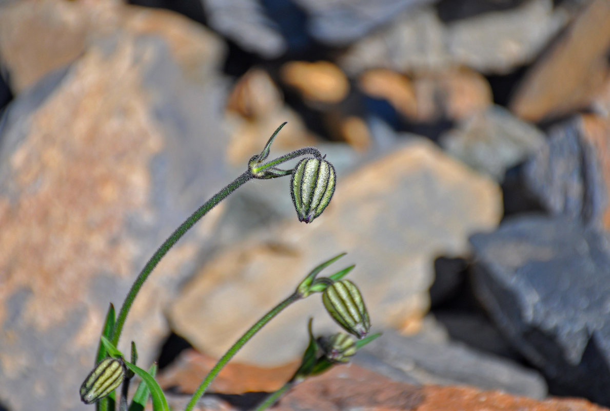 Image of Gastrolychnis gonosperma specimen.