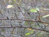 genus Pyrus. Укороченные плодовые веточки. Южный Берег Крыма, гора Аю-Даг. 12.10.2010.