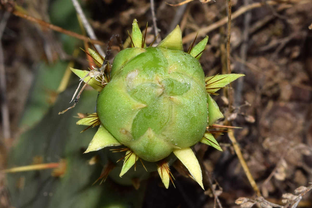 Изображение особи род Opuntia.