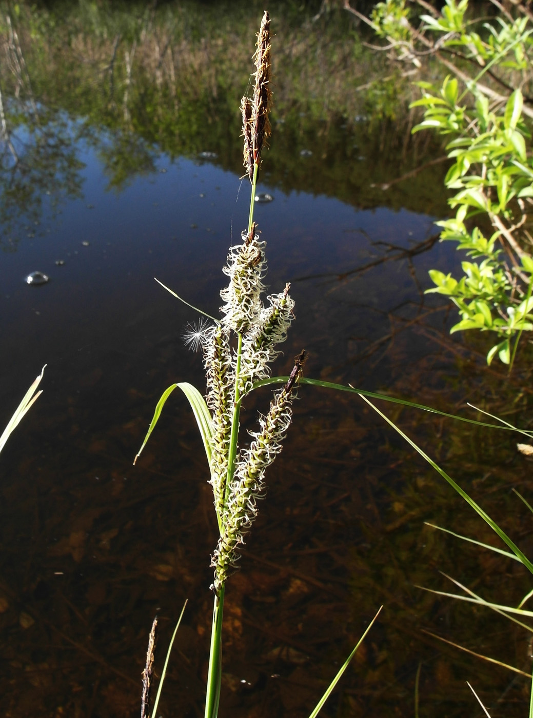 Image of Carex acuta specimen.