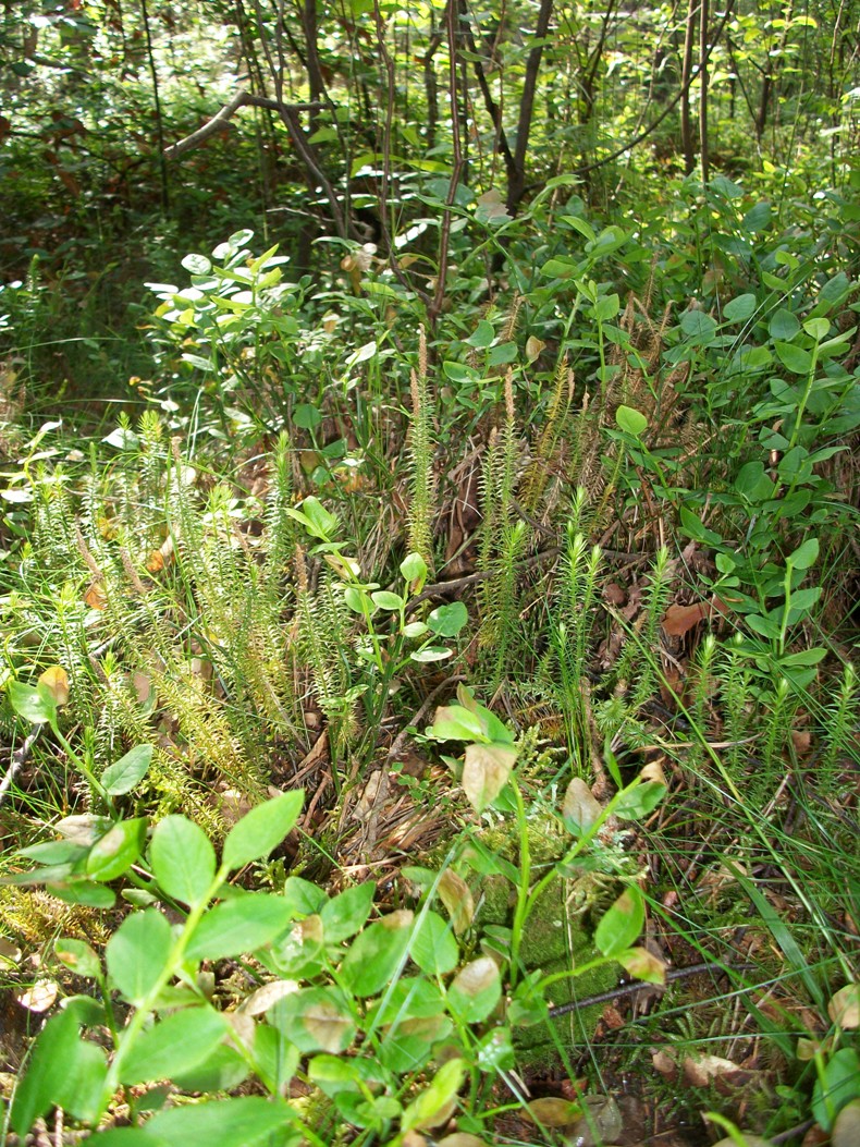 Image of Lycopodium annotinum specimen.