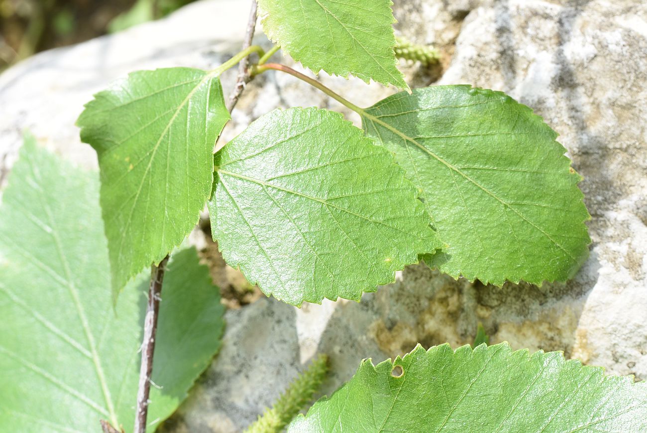 Изображение особи Betula pendula.