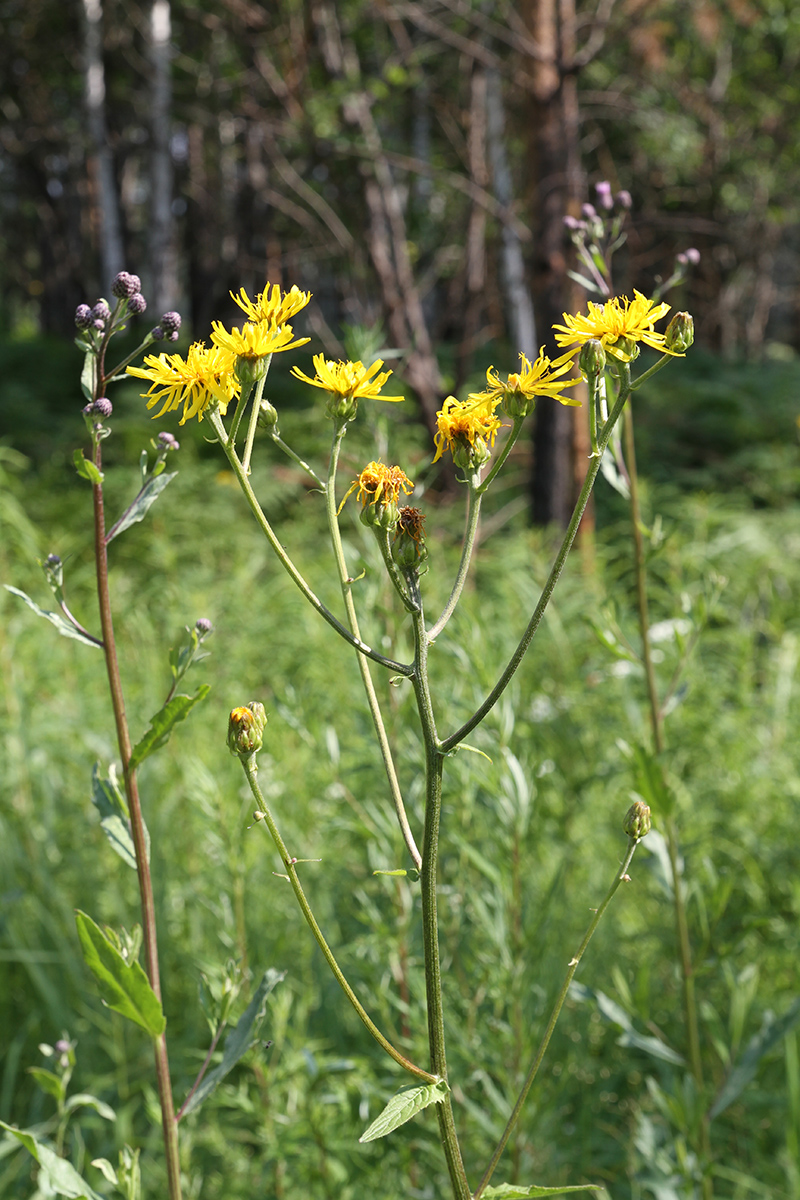 Image of Crepis sibirica specimen.