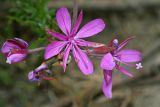 Chamaenerion colchicum. Цветки. Республика Абхазия, р. Кяласур. 23.08.2009.