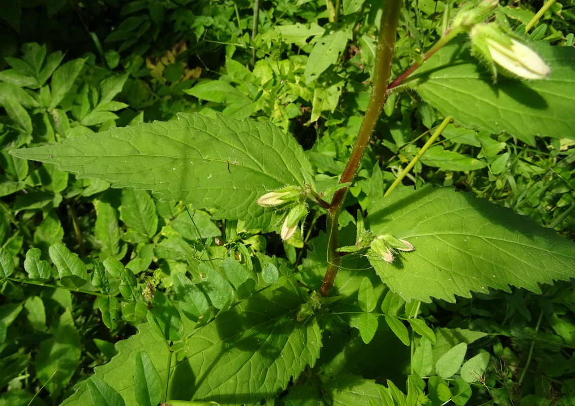 Изображение особи Campanula trachelium.