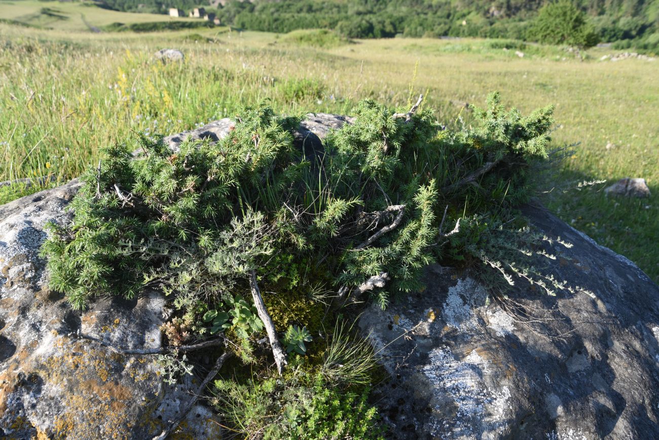 Image of Juniperus oblonga specimen.