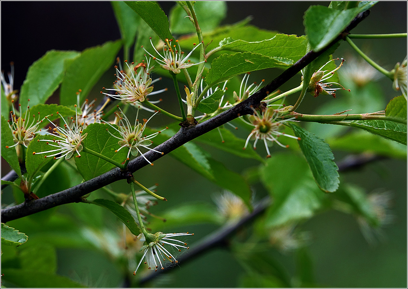 Изображение особи Prunus spinosa.