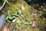 род Nepenthes
