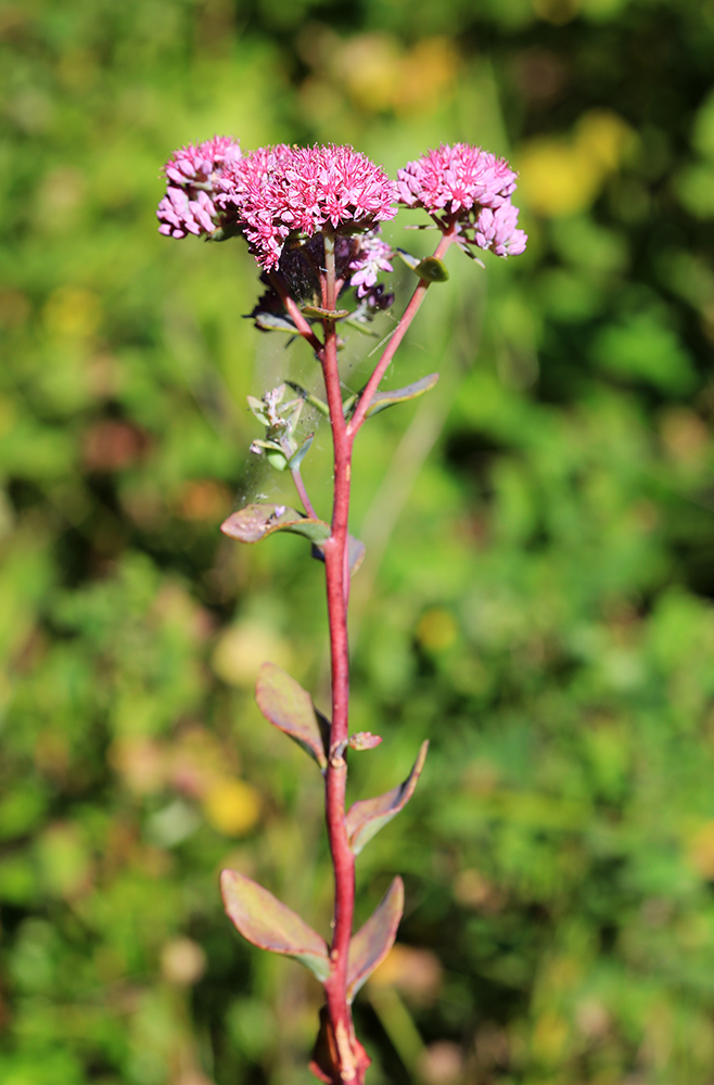 Изображение особи Hylotelephium triphyllum.