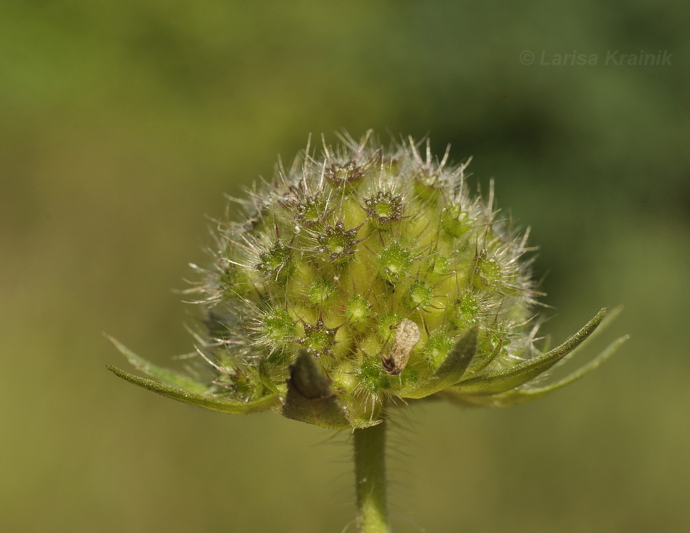 Изображение особи Knautia arvensis.