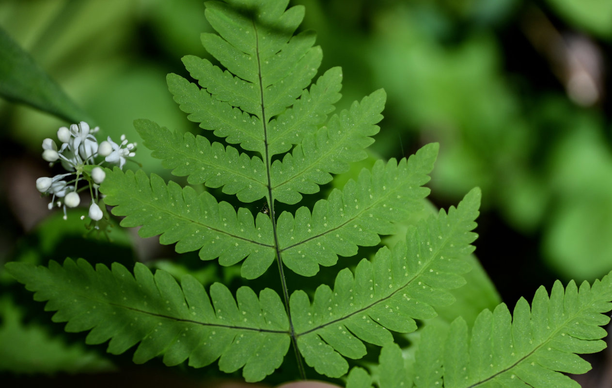 Image of Gymnocarpium dryopteris specimen.