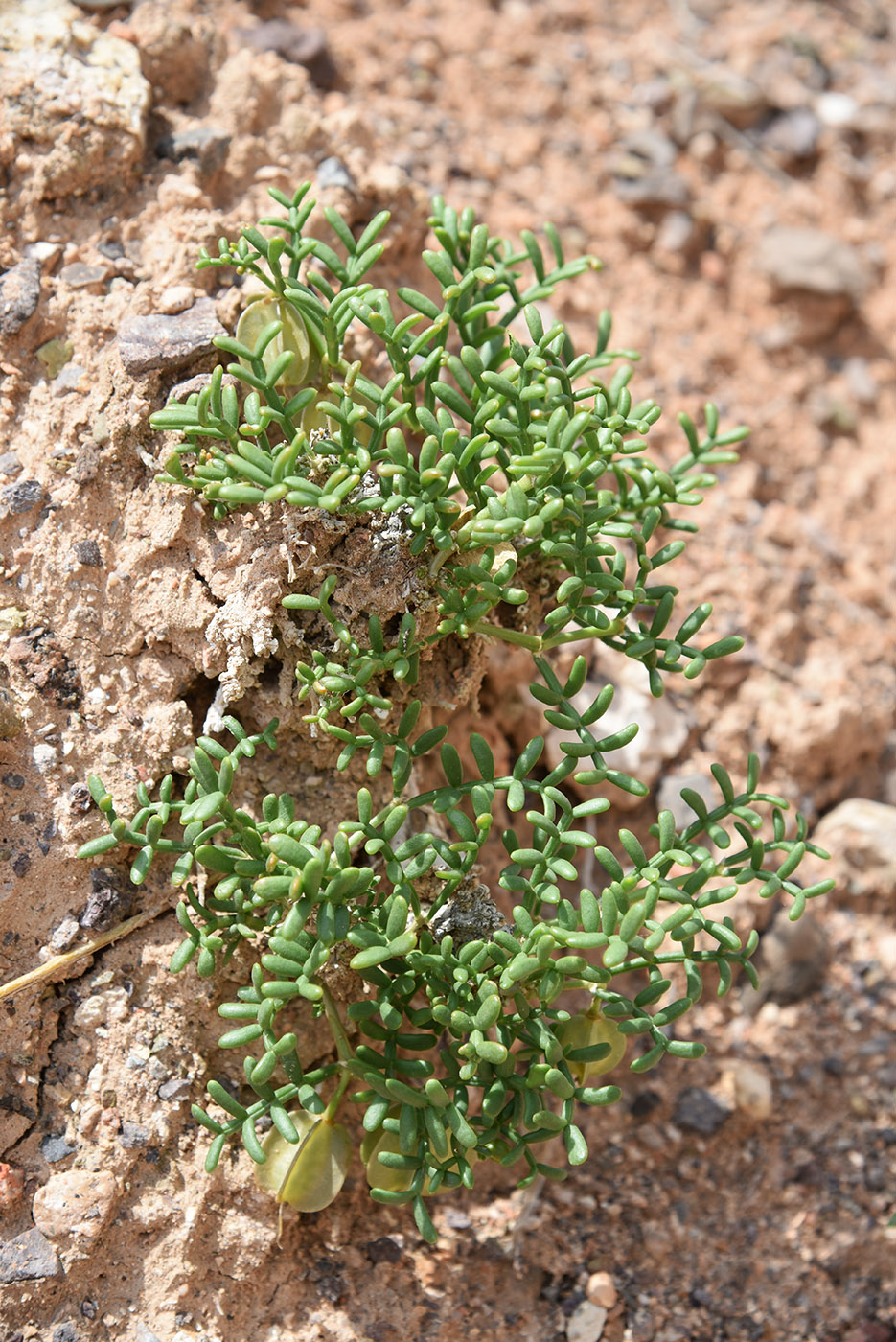 Изображение особи Zygophyllum kegense.