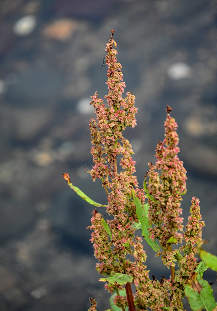 Image of genus Rumex specimen.