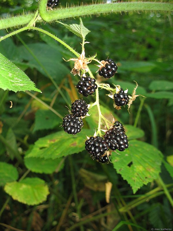 Изображение особи Rubus caucasicus.