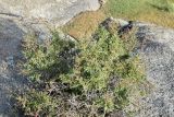 Amygdalus spinosissima. Вегетирующее растение в трещине скалы. Узбекистан, Самаркандская обл., Ургутский р-н. 08.05.2022.