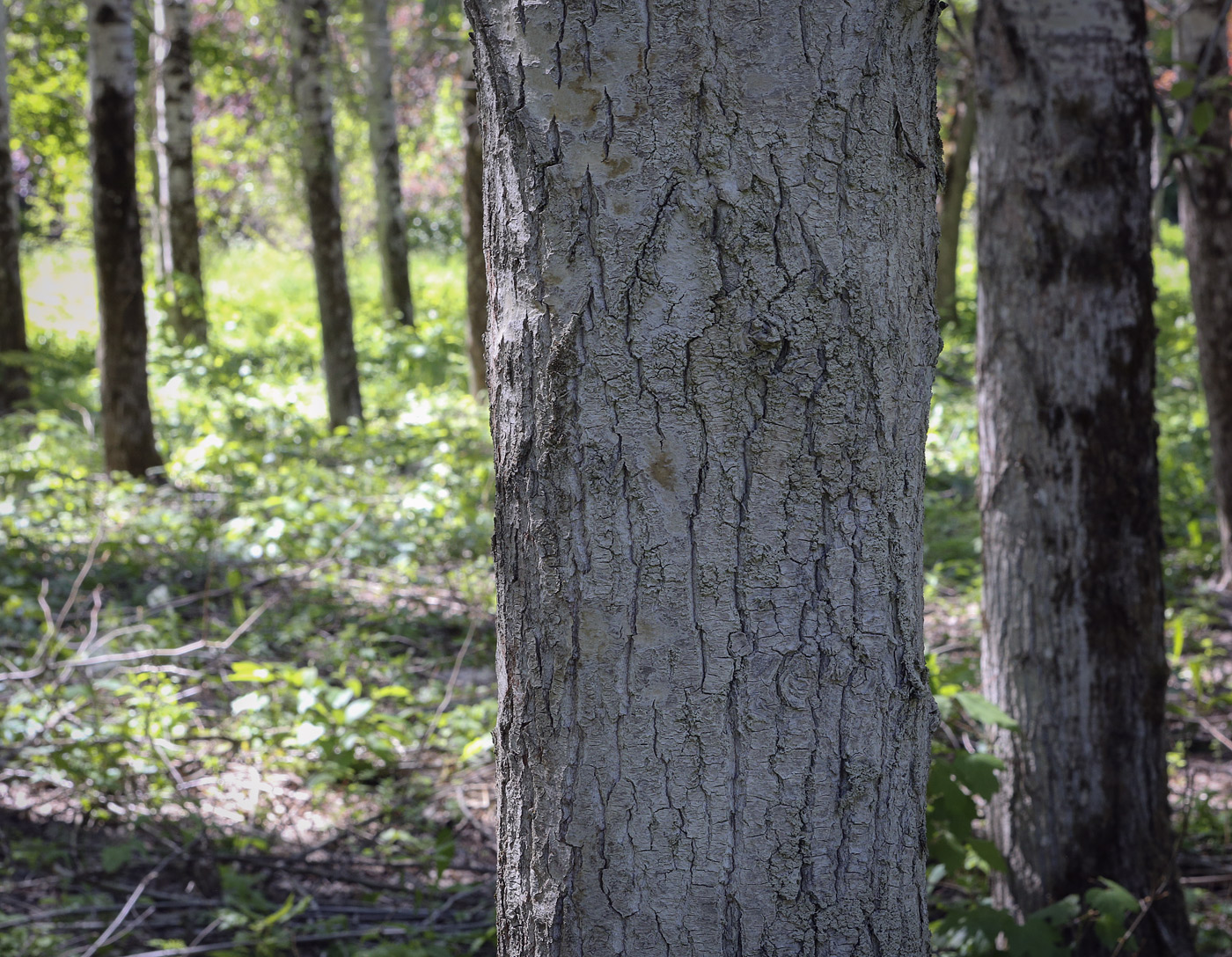 Image of genus Populus specimen.