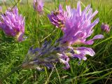 Astragalus onobrychis. Соцветие. Татарстан, Новошешминский р-н, окр. пос. Совхоз «Красный Октябрь», памятник природы \"Склоны Коржинского\", степь. 10.07.2022.