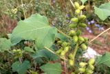 Xanthium orientale