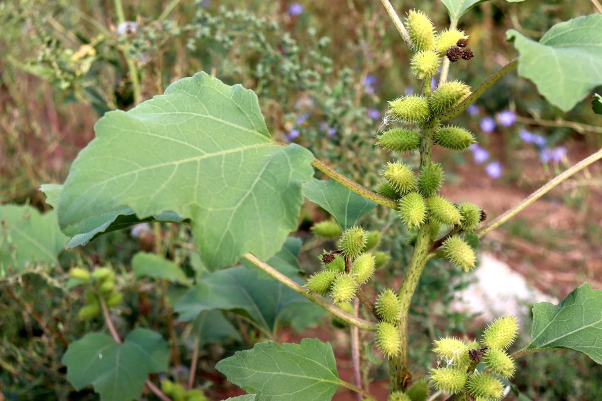 Image of Xanthium orientale specimen.