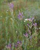 Astragalus varius. Верхняя часть отцветающего растения. Ульяновская обл., Новомалыклинский р-н, окр. пос. Средняя Якушка, дол. р. Бол. Авраль, надпойменная терраса, остепнённый луг, пастбище. 31.07.2022.