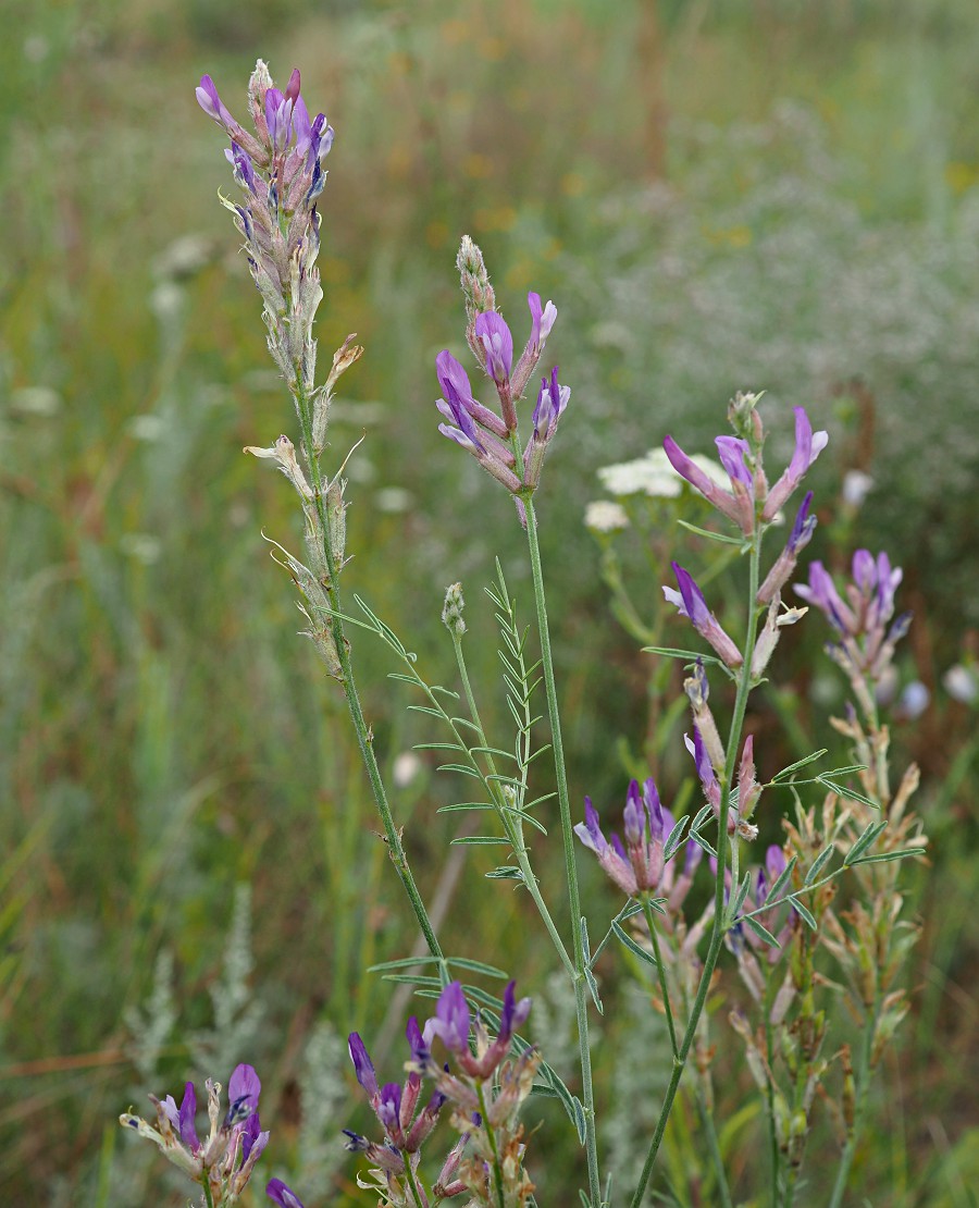 Image of Astragalus varius specimen.