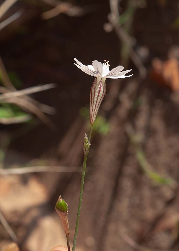 Изображение особи род Silene.