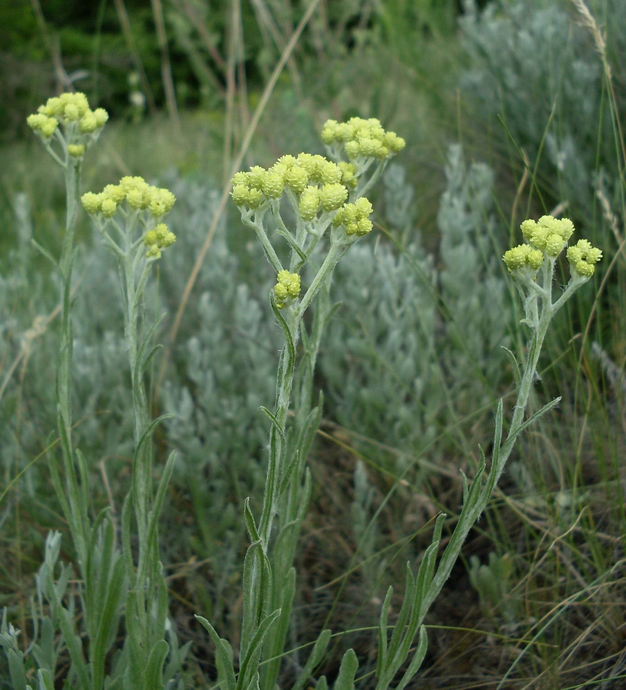 Изображение особи Helichrysum arenarium.