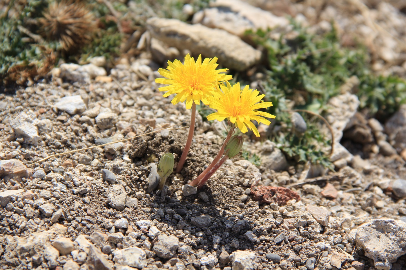 Image of Taraxacum hybernum specimen.