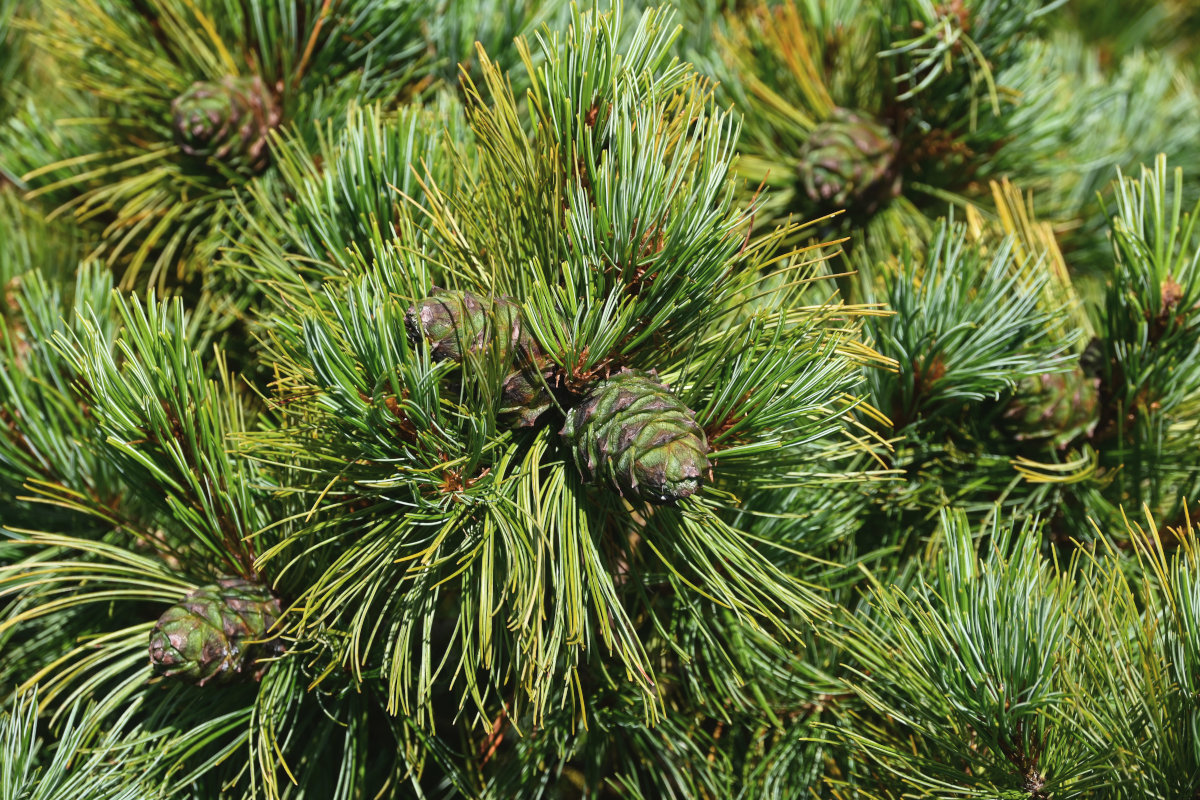 Image of Pinus pumila specimen.